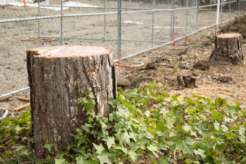 Журналисты Узбекистана попросили власти остановить вырубку деревьев