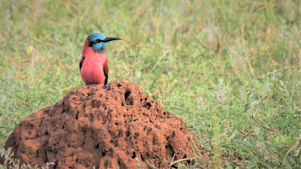 Владелец «Манчестер Сити» собирается разводить в Узбекистане редких птиц