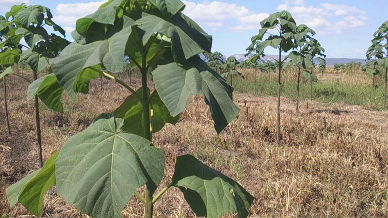 В Узбекистане появятся плантации павлонии
