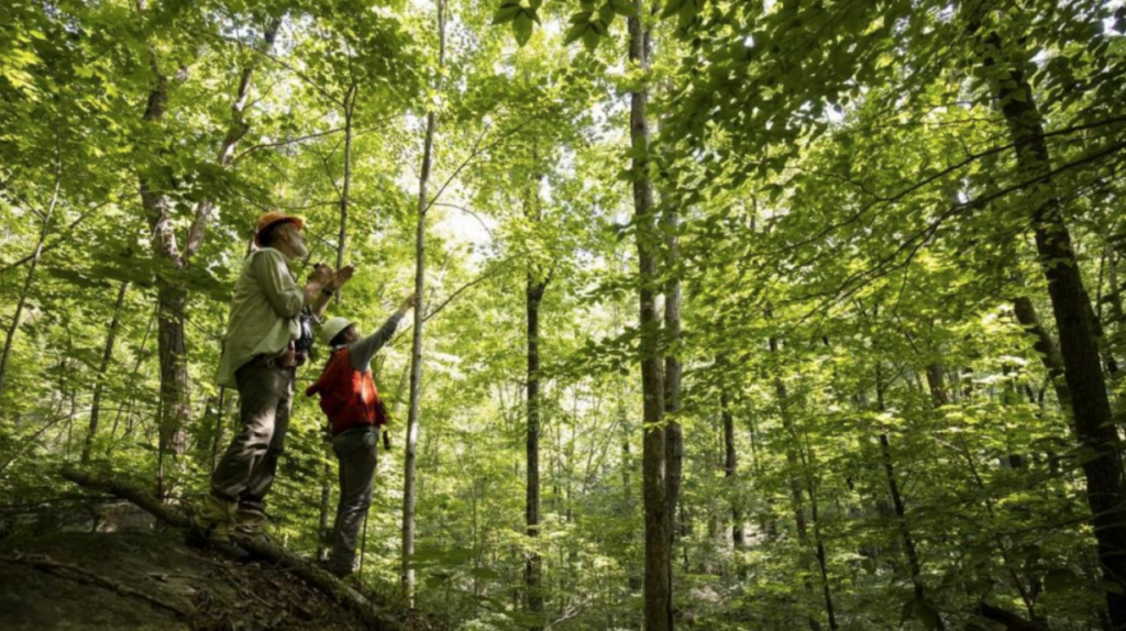Сохранение лесов – новый большой бизнес