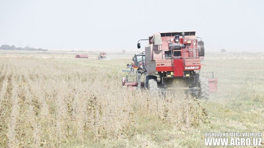 В Кашкадарьинской области построят завод по переработке сои