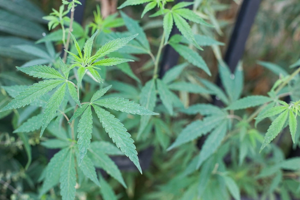 В Сырдарьинской области будут выращивать техническую коноплю