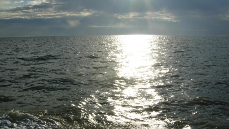 Каспийская нерпа может исчезнуть