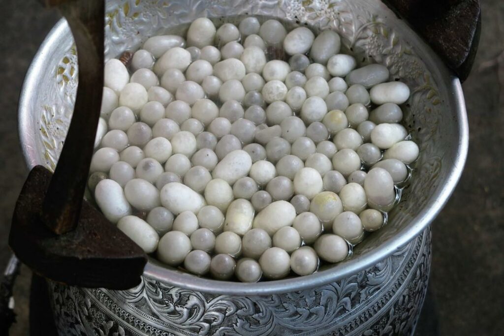 В Самарканде открываются семь шелководческий кластеров