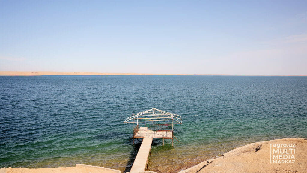 В озерах Кашкадарьи хотят выращивать креветок и омаров