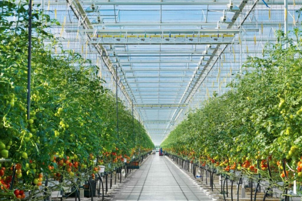 Теплицы и производители стройматериалов перейдут на уголь