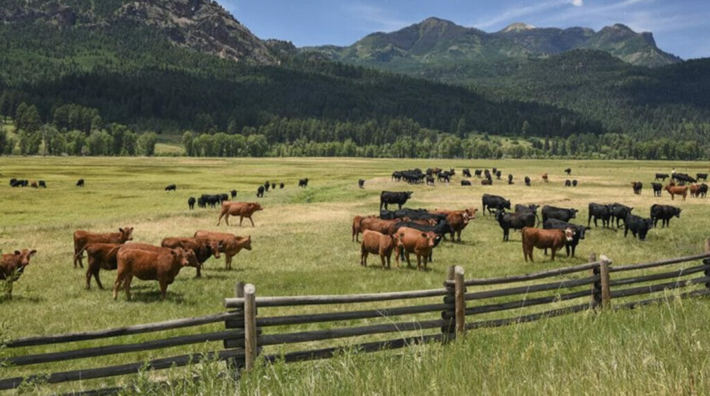 Пастбища в Узбекистане поставят на онлайн-учет
