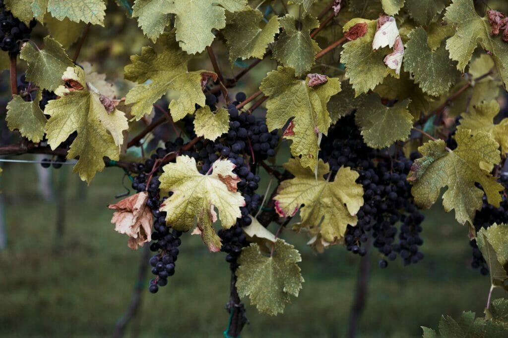 Образцовые виноградники появятся в каждом регионе Узбекистана