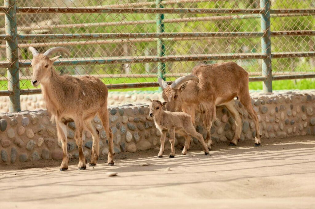 Детеныши двух редких животных родились в зоопарке Термеза