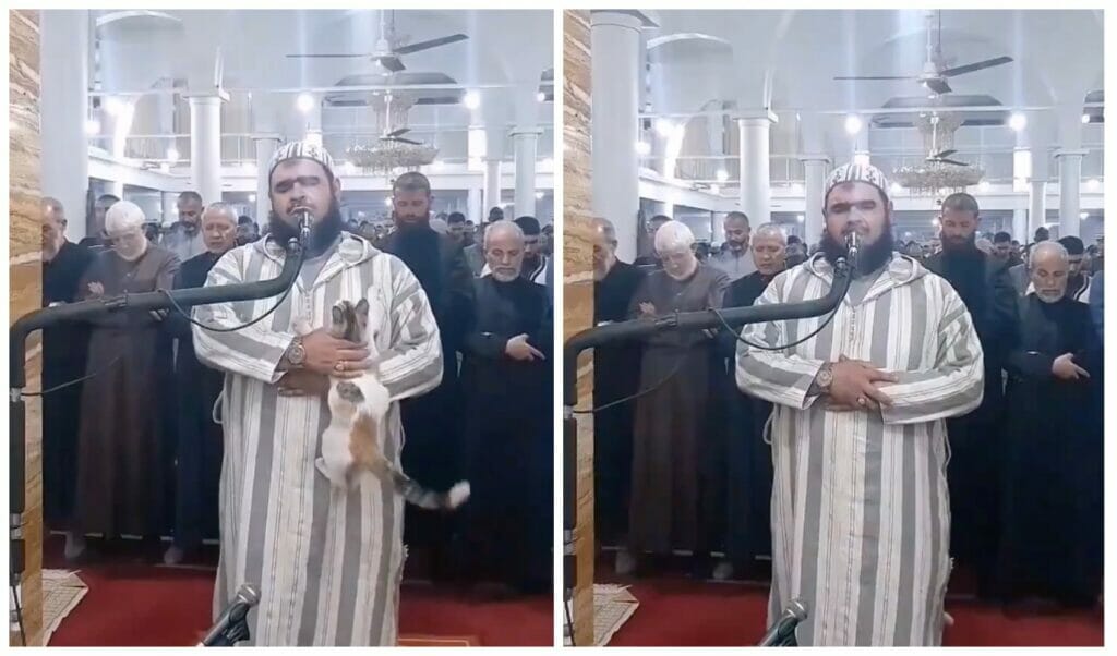 В Алжире кот запрыгнул на плечо имама во время молитвы