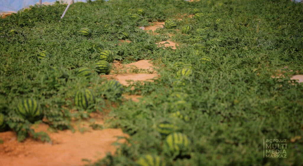 Первые арбузы созреют в Узбекистане в конце апреля