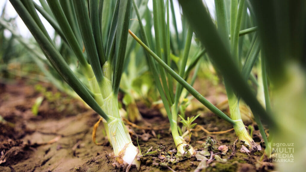 Узбекистанские ученые вывели новый сорт лука