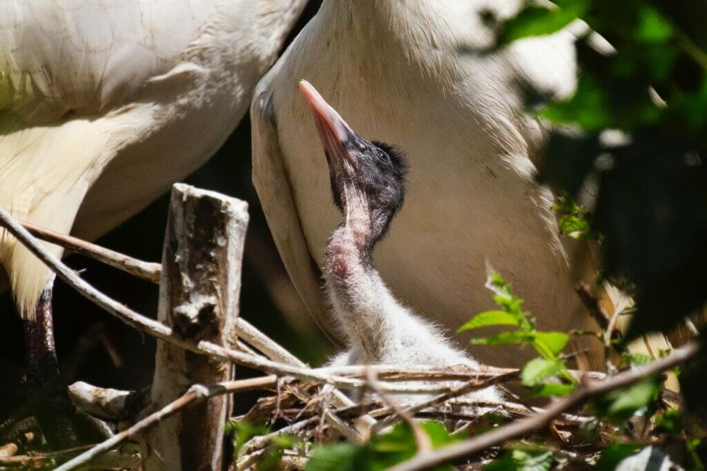 В зоопарке Ташкента вылупились птенцы редких птиц