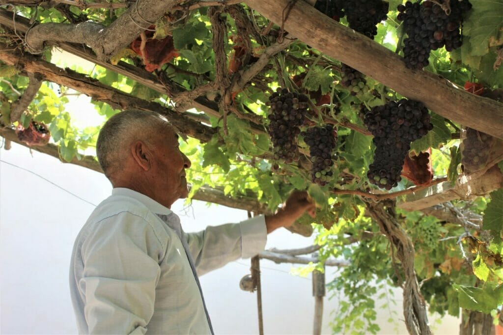 В Сурхандарье созрели первые персики и виноград