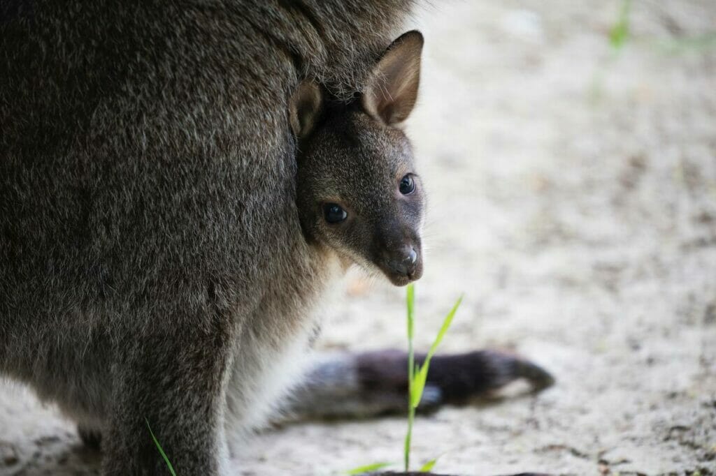 Детеныш кенгуру родился в зоопарке Ташкента
