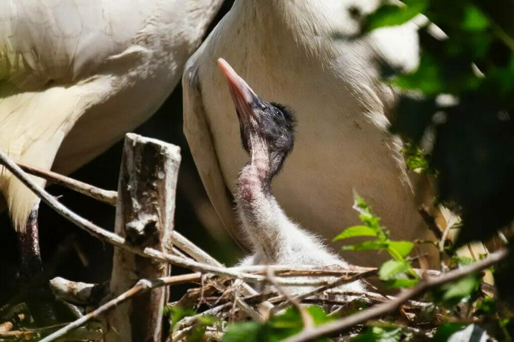 Toshkent hayvonot bog‘ida noyob qush polaponlari ochilib chiqdi