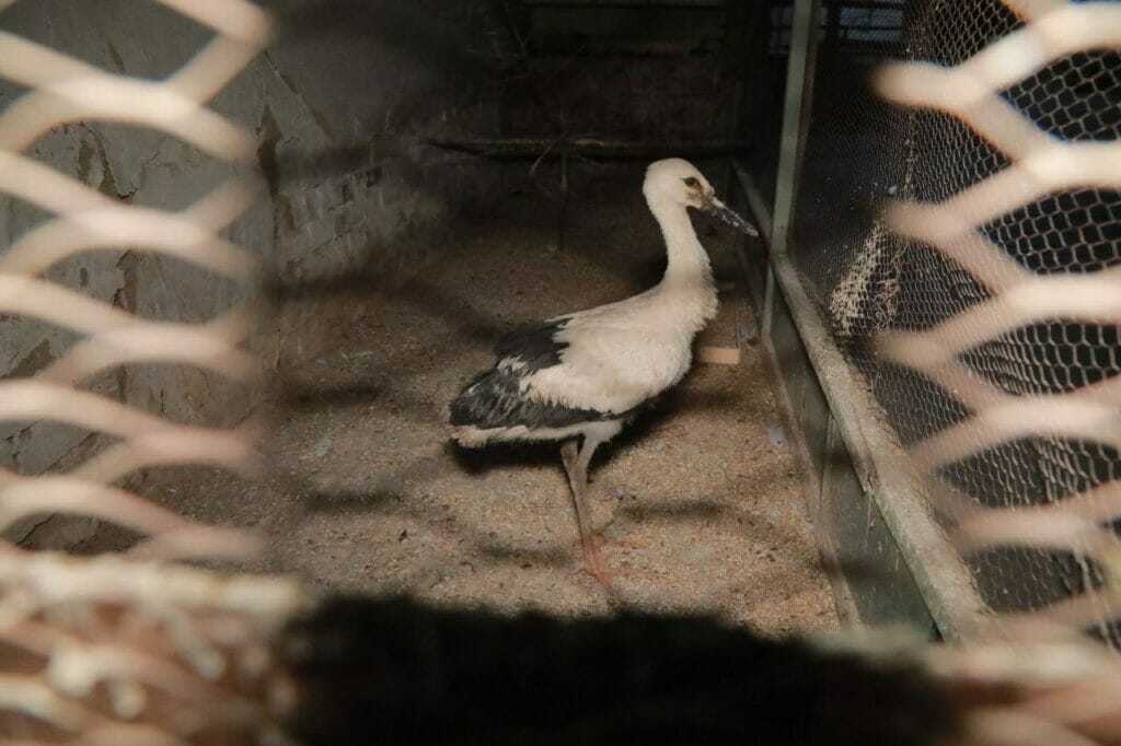 O‘zbekistonda Qizil kitobga kiritilgan laylak va lochinlarni sotishga harakat qilishgan