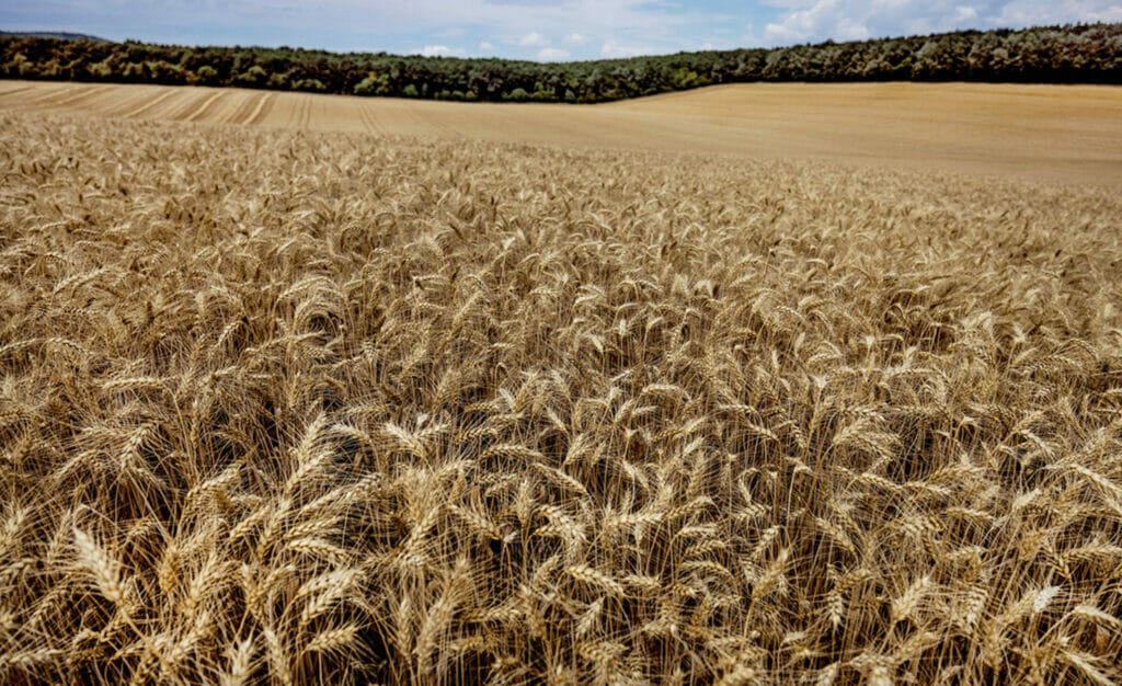 Узбекистан лидирует по импорту казахстанской пшеницы