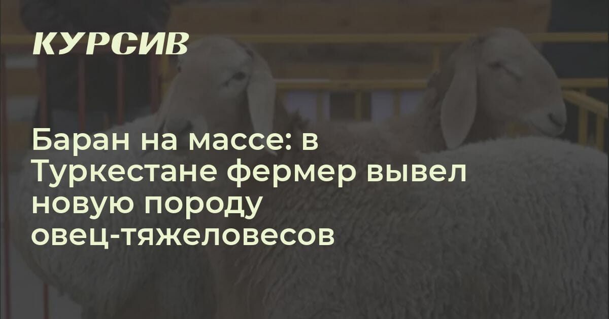 Сколько весит самый тяжелый баран в Казахстане