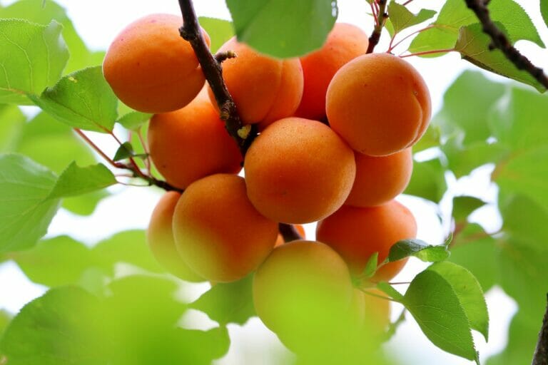 Uzbekistan Exports First Apricots and Peaches to Malaysia
