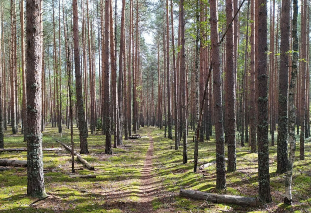 В Узбекистане создадут Перечень объектов национального природного наследия