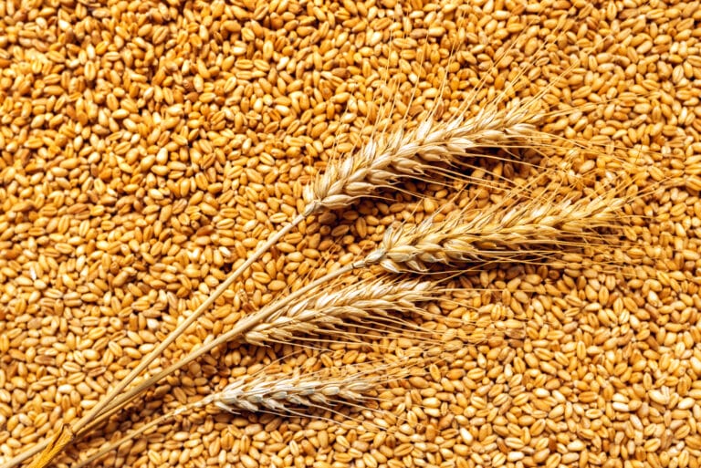 Ситуация на рынке: цены на пшеницу обвалились более чем на 11% с начала года