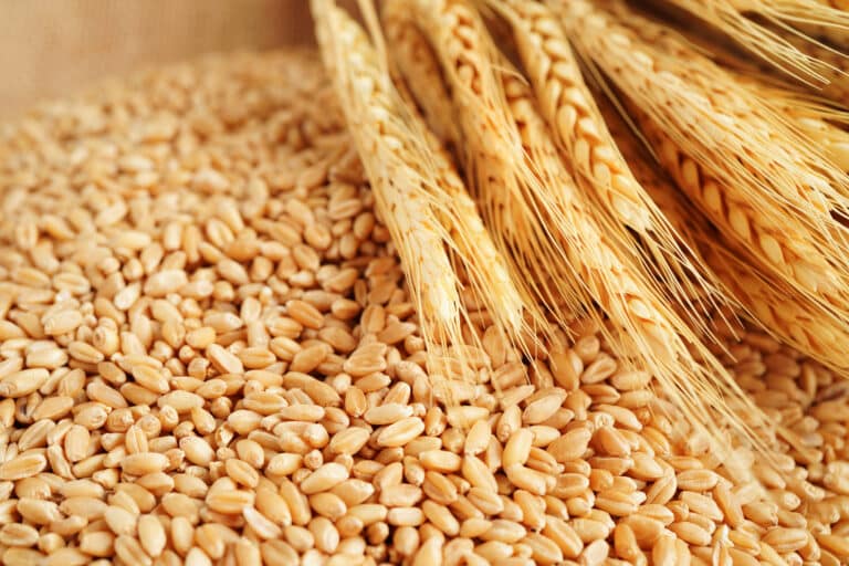 FAO Reports Decline in Global Food Prices