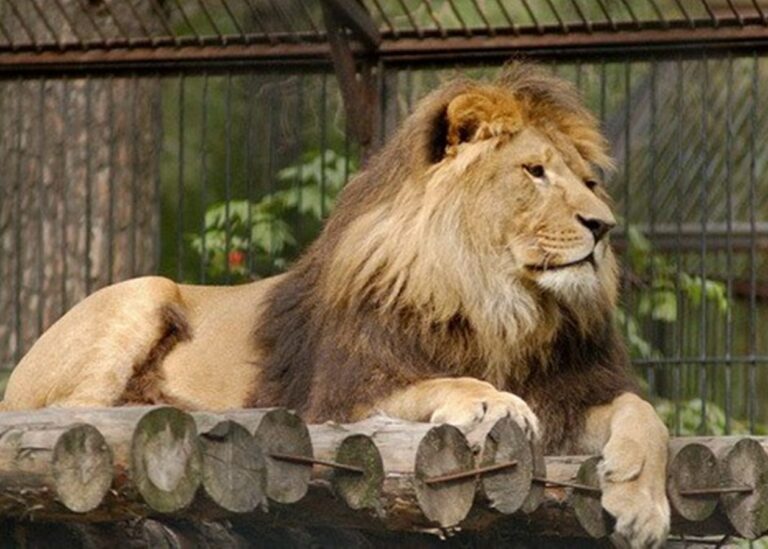 Three Lions Escape Cage and Kill Zoo Guard in Tashkent Region