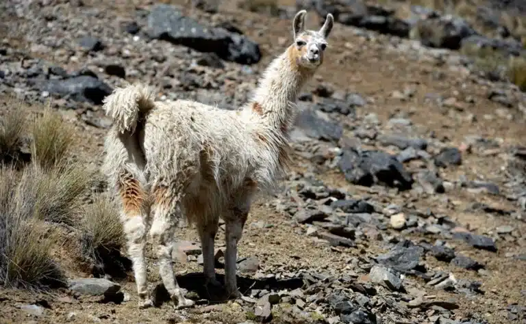 Three Alpacas and a Llama Arrive at Tashkent Zoo