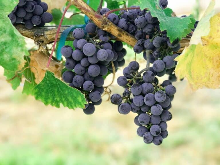 Uzbekistan Doubles Grape Exports
