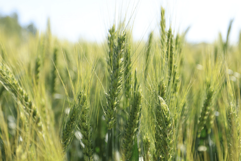 O‘zbekiston va Malayziya agroinvestitsiya qo‘mitasi tuzadi