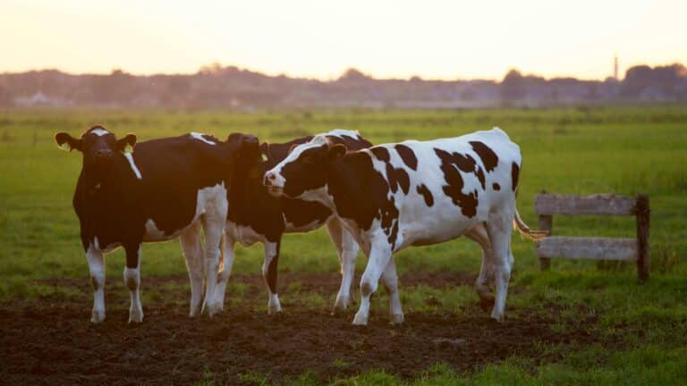 Uzbekistan Set to Introduce E-Platform for Pasture Management