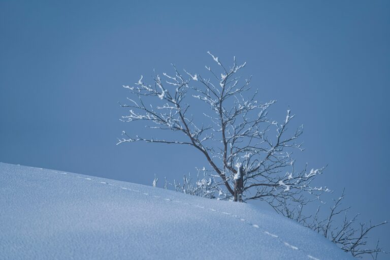 Saudiya Arabistonida birinchi qor yog‘di