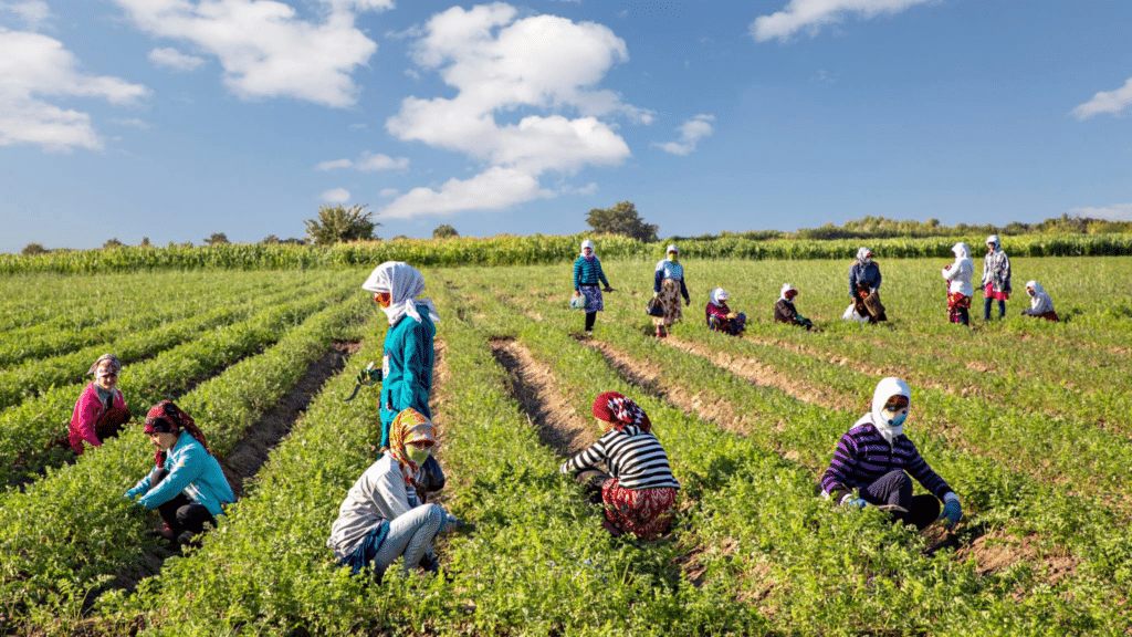 agriculture