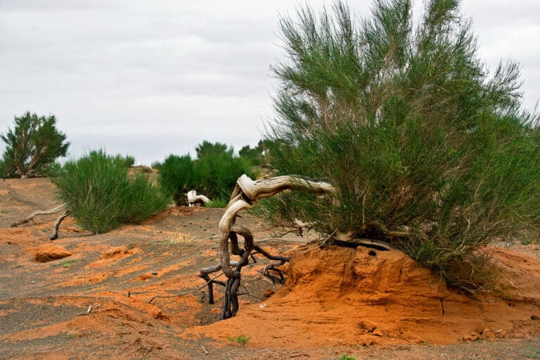 Uzbekistan and Kazakhstan Plant Saxaul to Stabilise Aral Sea Bed