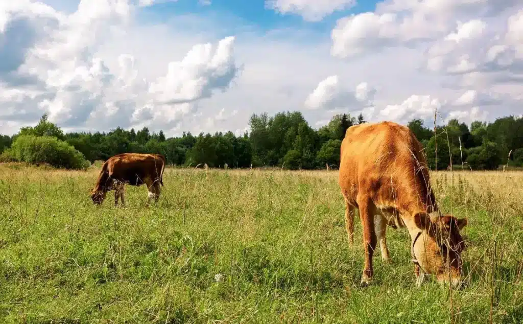 cows in the field