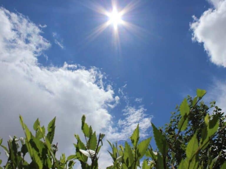 Slight Cooldown in Tashkent: Temperatures to Drop to +35°C
