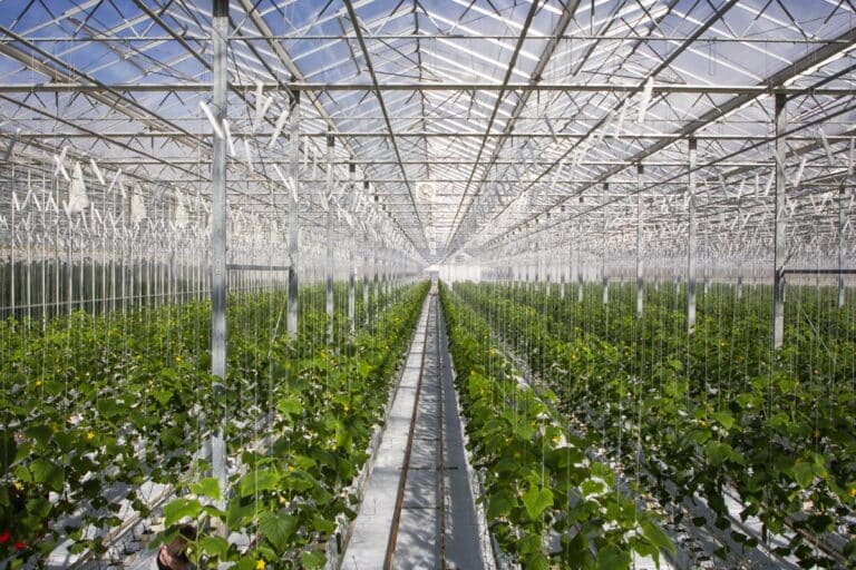 Ставку соцналога для работников теплиц снизят с 12% до 1%