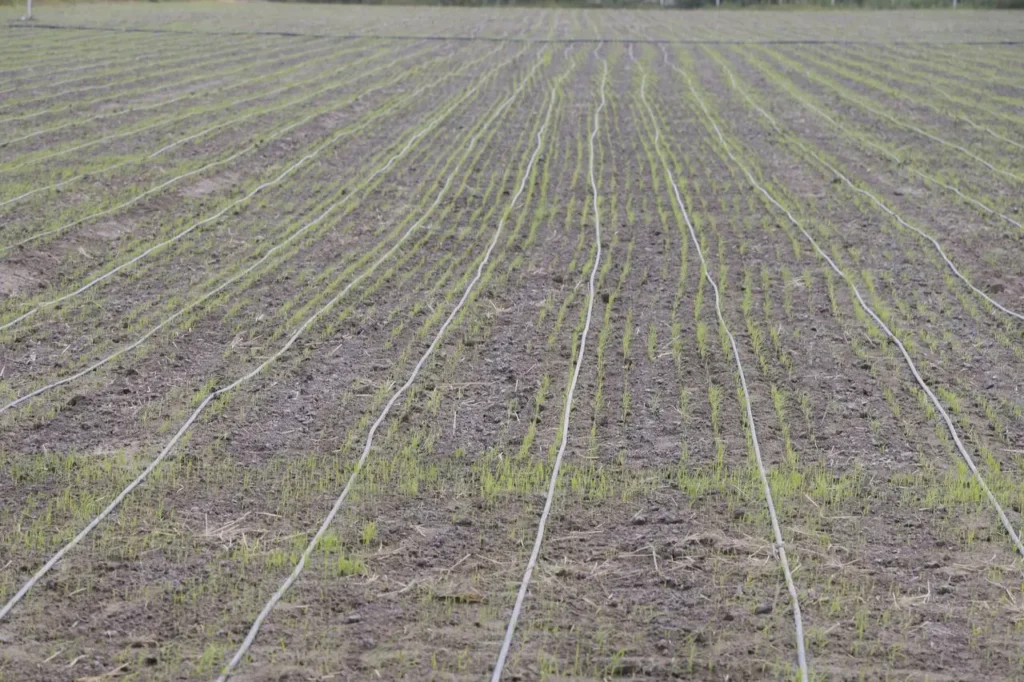 rice, drip irrigation