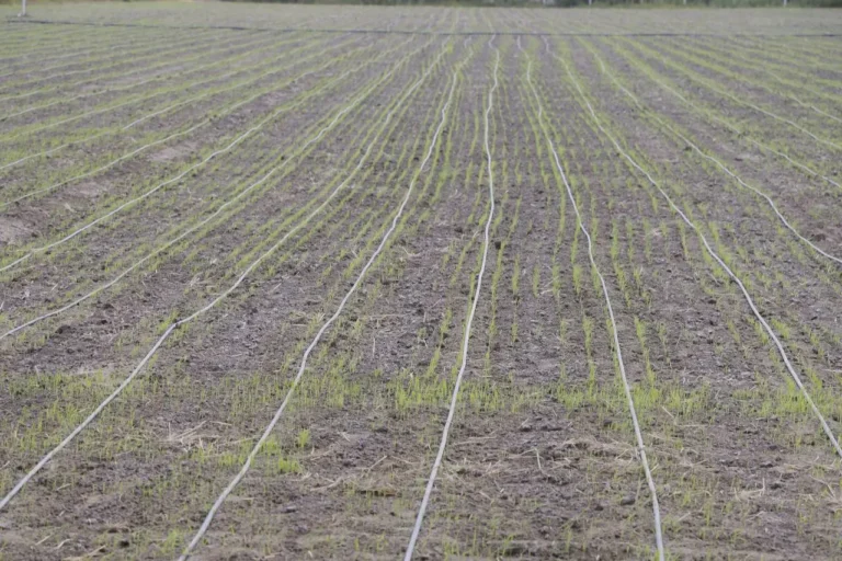 Uzbekistan Plans Drip-Irrigated Rice in 6 Regions