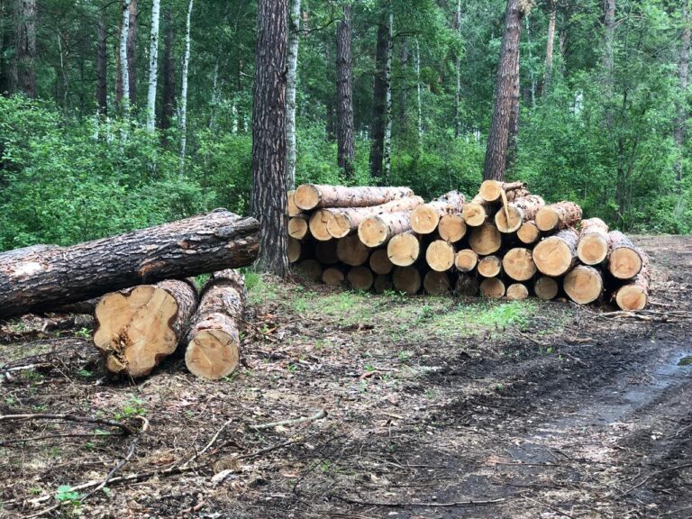 Депутат направил запрос о вырубке деревьев в Мирабадском районе Ташкента