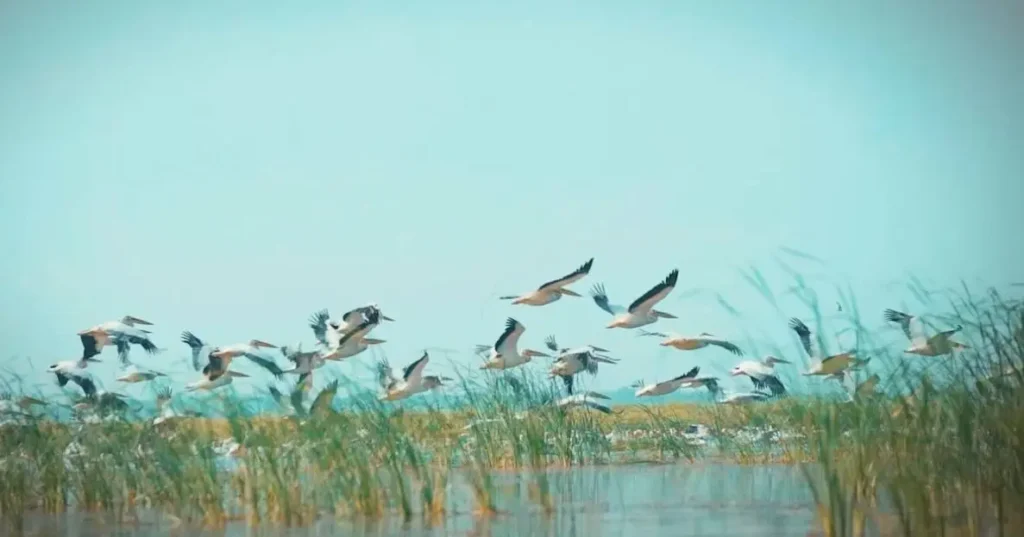 aral sea, birds