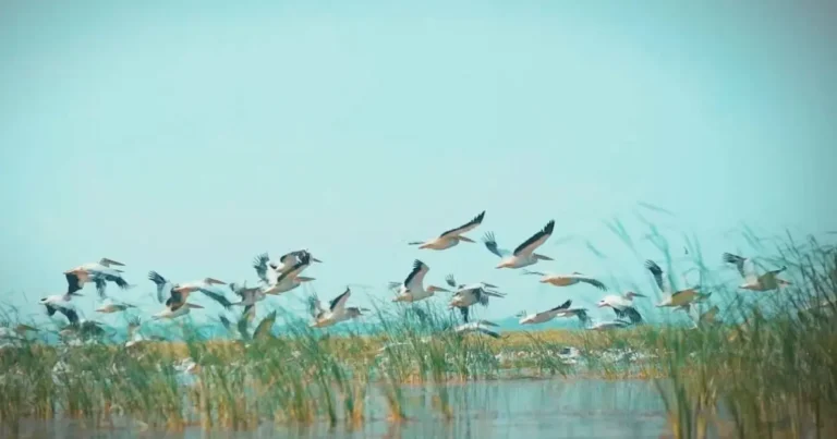 Uzbekistan’s Aral Sea National Park Sees Steady Rise in Wildlife Numbers