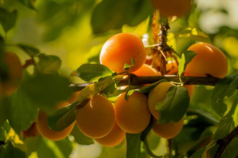 EastFruit: Узбекистан может стать вторым в мире по экспорту абрикоса
