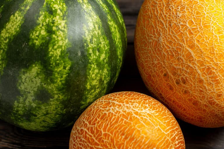 O‘zbekistonda qovun-tarvuz yetishtirish hajmini 8,3 foizga oshdi