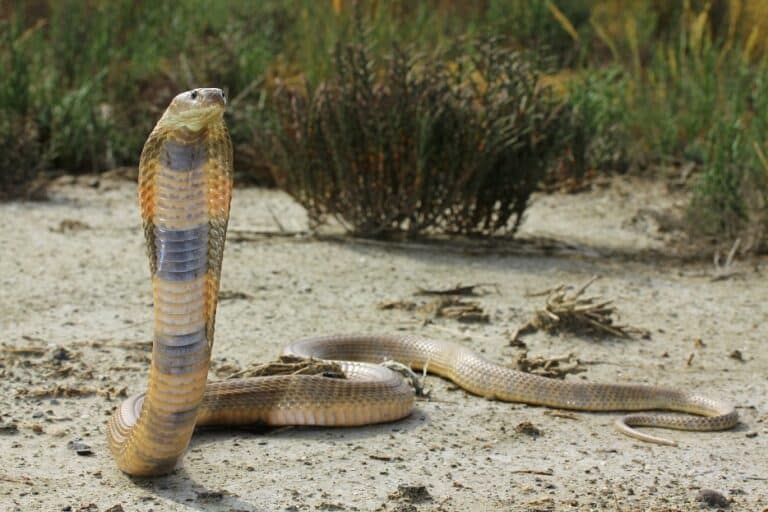 Uzbekistan Returns 23 Red-Listed Snakes to Wilderness