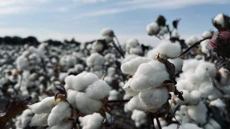 Better Cotton отметила успехи хлопковой программы в Узбекистане