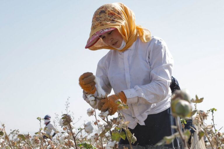 Better Cotton Sees Sustainable Future for Uzbekistan’s Cotton Industry