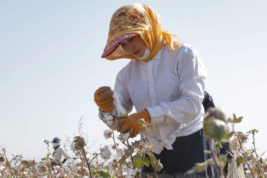 Uzbek cotton