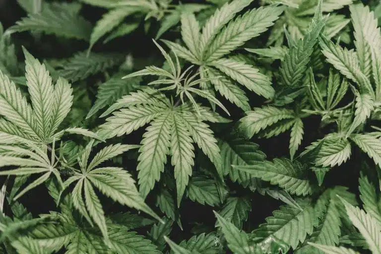 Kazakhstan to Make Official Documents from Hemp